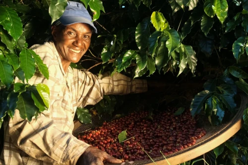Kawa arabika z Brazylii - przewodnik po smakach i zakupach w hurtowni i palarni